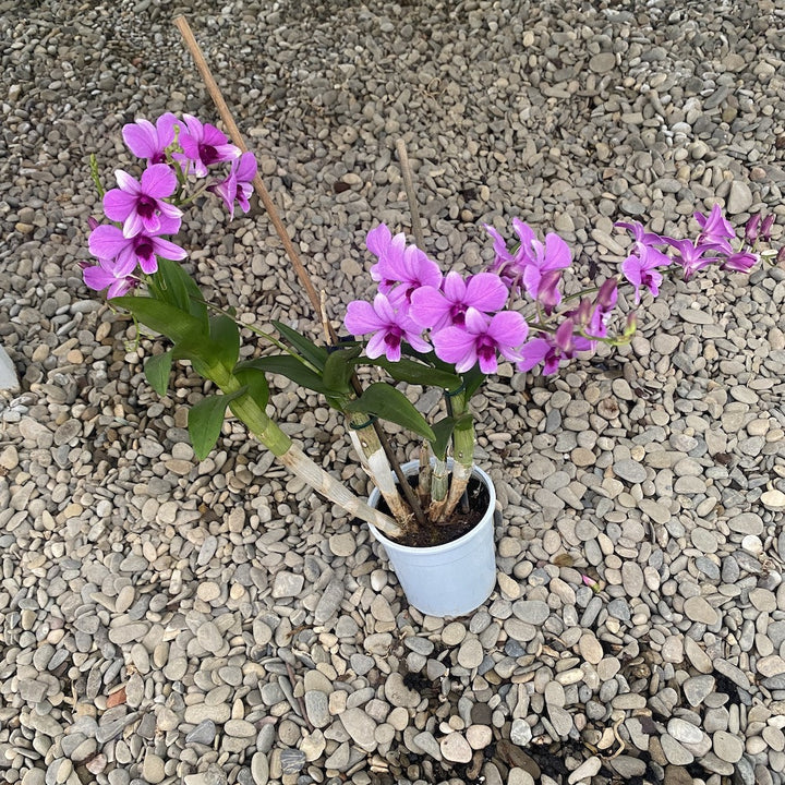 Dendrobium Pink