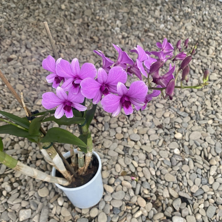 Dendrobium Pink