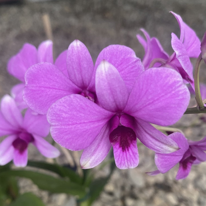 Dendrobium Pink