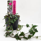 Ceropegia woodii Orange river