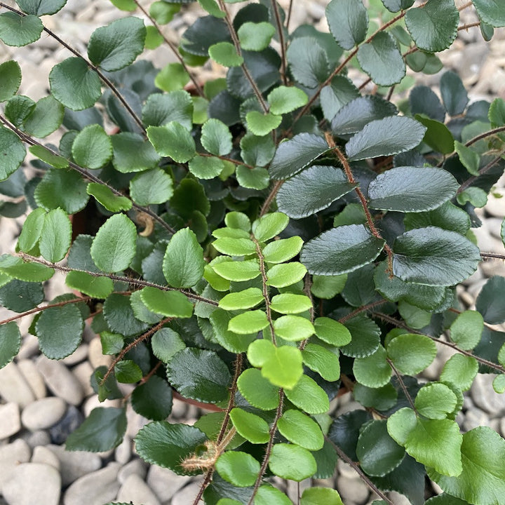 Pellaea rotundifolia