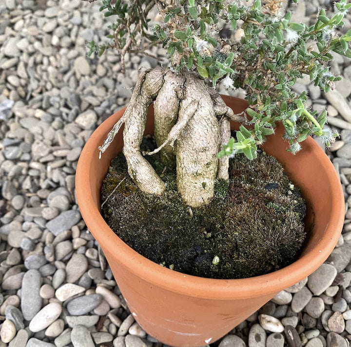 Trichodiadema Bulbosum (African Bonsai)