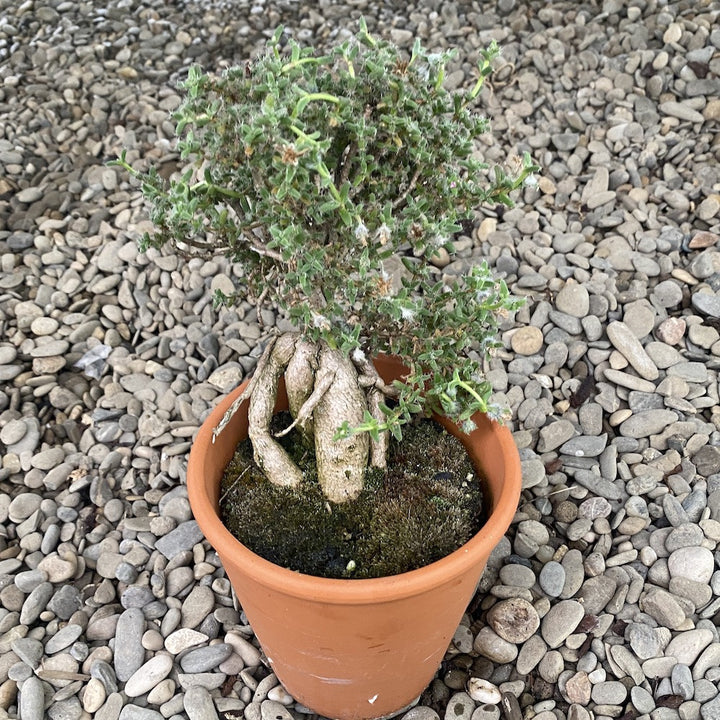 Trichodiadema Bulbosum (African Bonsai)