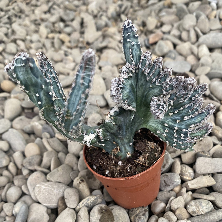 Monvillea Spegazzinii Cristata