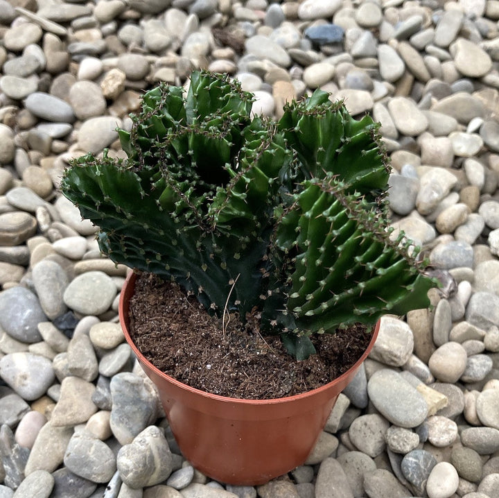 Euphorbia triangularis cristata