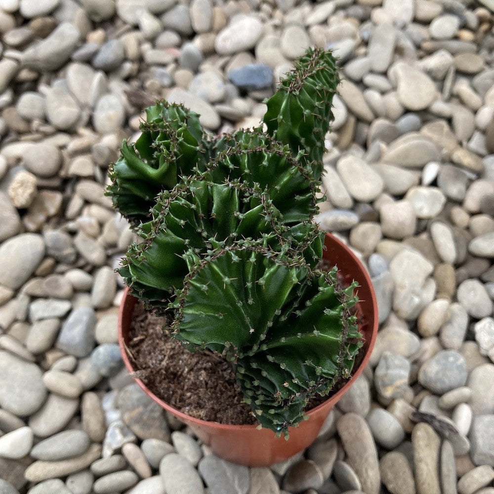 Euphorbia triangularis cristata