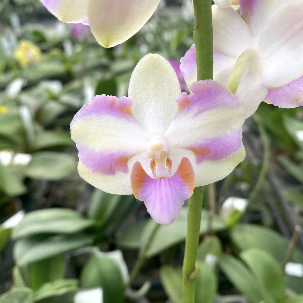 Orhidee Phalaenopsis Pulcherrima 4N Yaphon