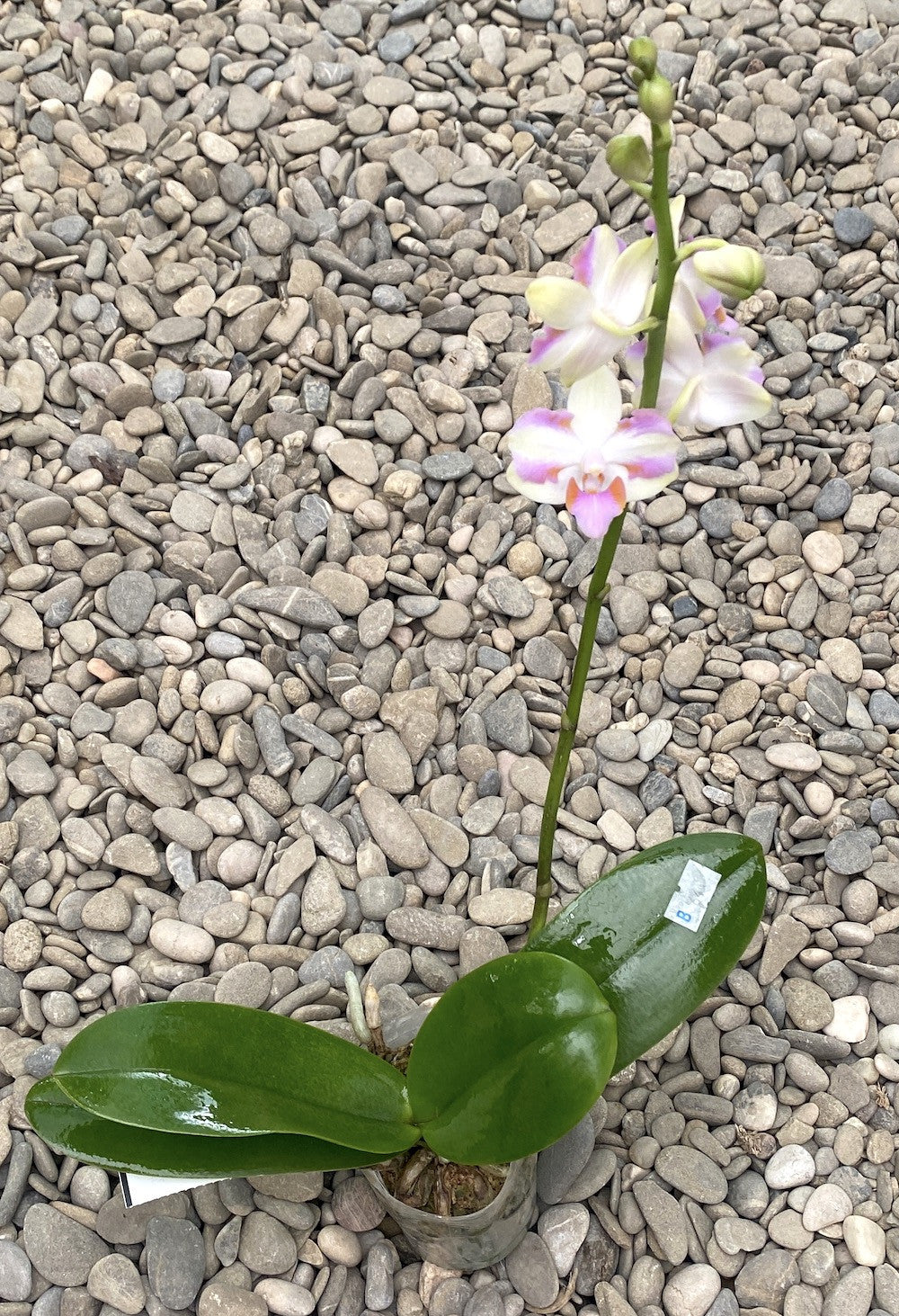 Orhidee Phalaenopsis Pulcherrima 4N Yaphon