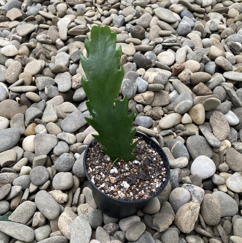 Rhipsalis houlletiana v. regnellii