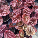 Peperomia caperata Quito