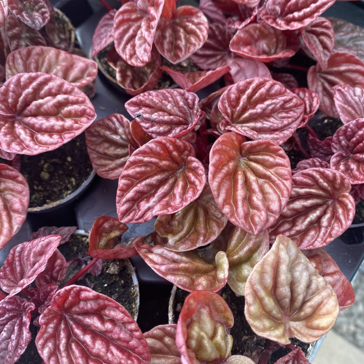 Peperomia caperata Quito