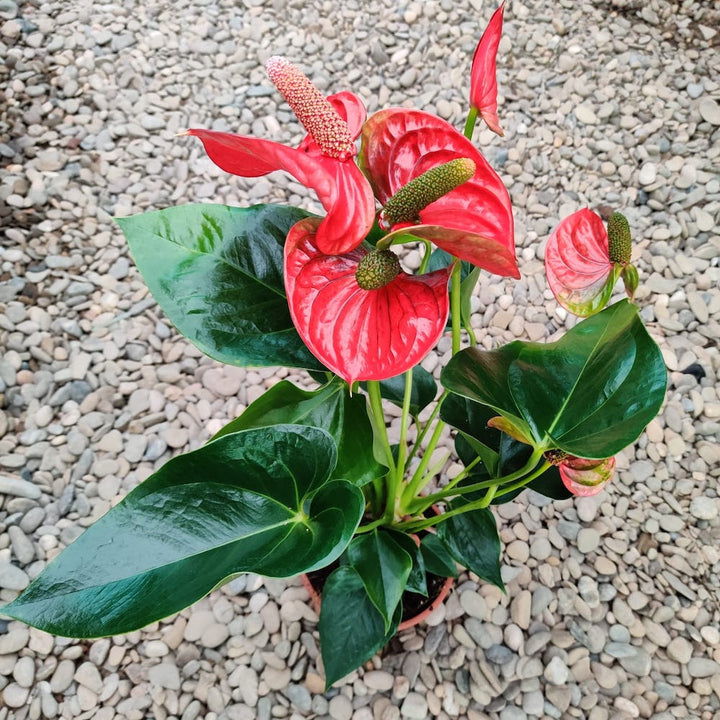 Anthurium Sierra Magic Red, anthurium in ghiveci de vanzare, pret atractiv