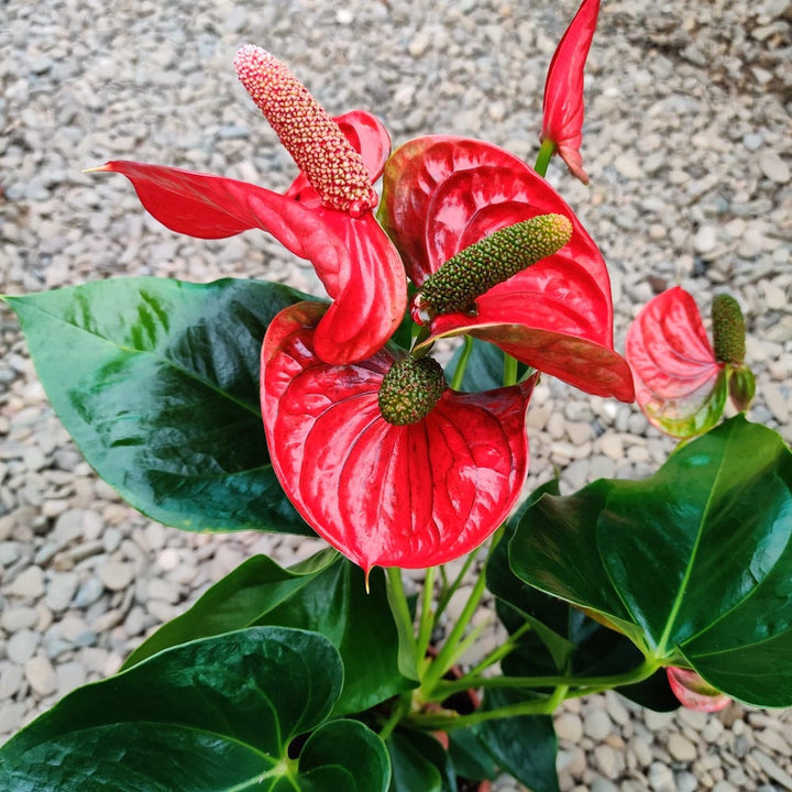 Anthurium Sierra Magic Red, anthurium in ghiveci de vanzare, pret atractiv