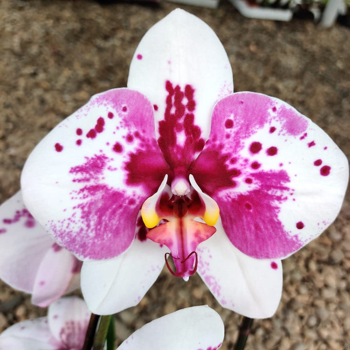 Phalaenopsis Scorpio