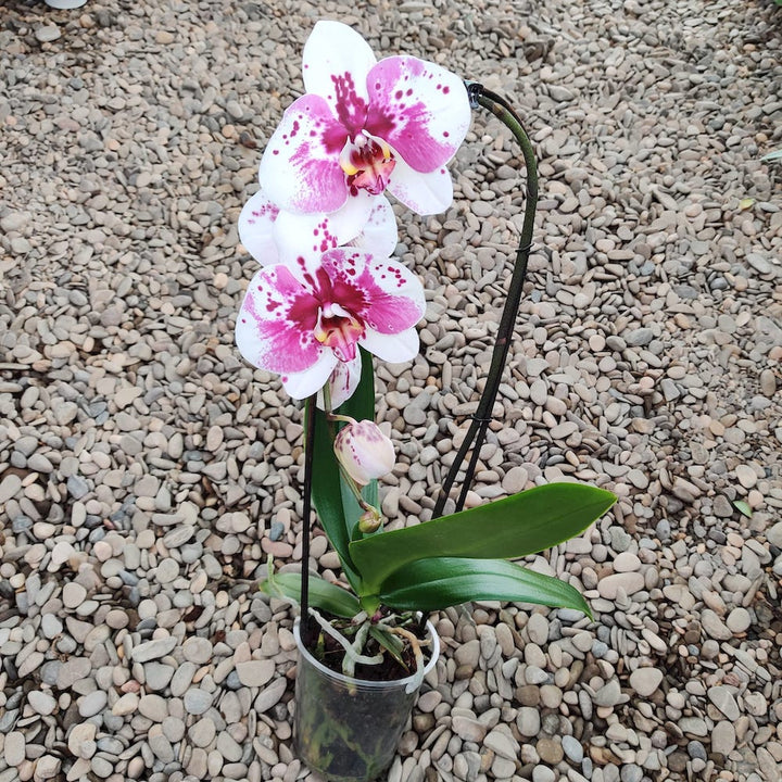 Phalaenopsis Scorpio