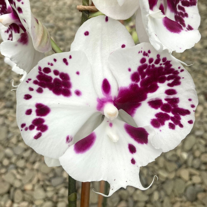 Phalaenopsis Sparkling KizZ_02