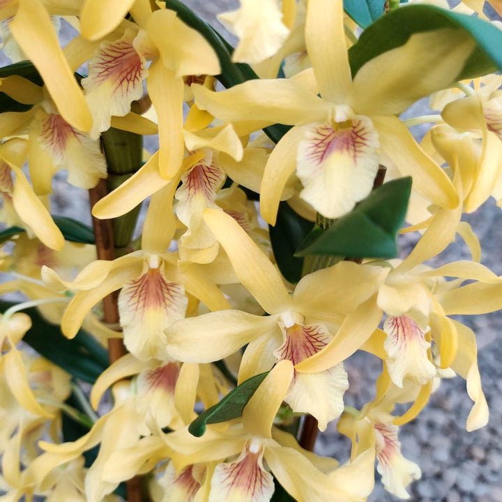 Orhidee Dendrobium galben Stardust - la cel mai bun pret, cu livrare!