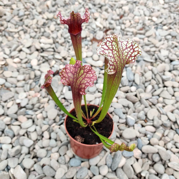 Sarracenia Farnhamii - Planta Ulcior (planta carnivora)
