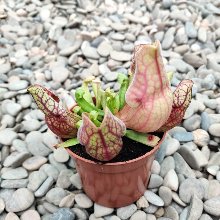 Sarracenia purpurea (planta ulcior)