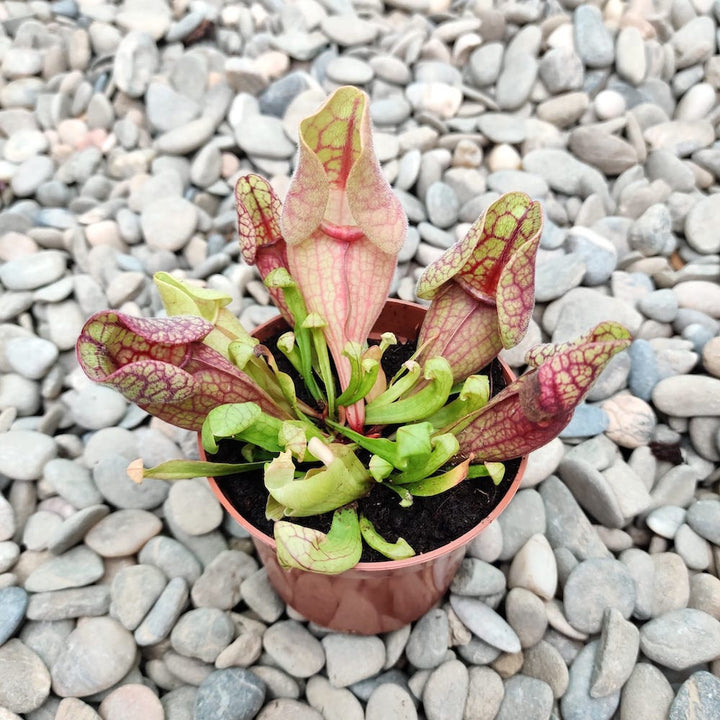 Sarracenia purpurea (planta ulcior)