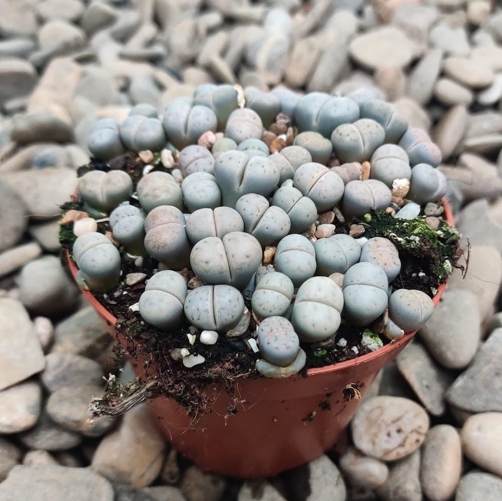 Lithops XL ("pietre vii")