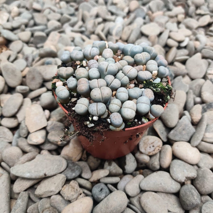 Lithops XL ("pietre vii")