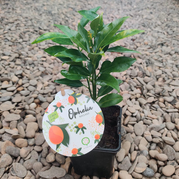 Kumquat Fortunella Ophelia (Citrina) *babyplant