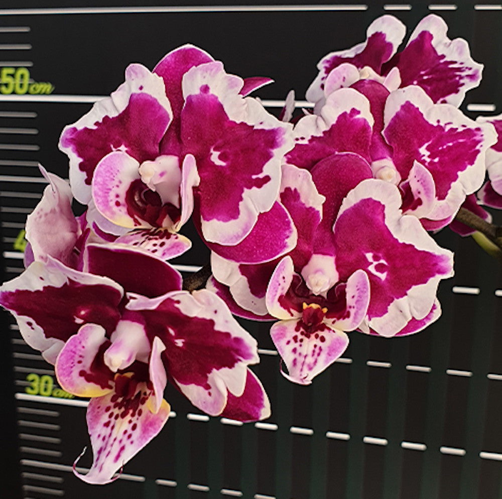 Phalaenopsis Miki Violet Butterfly