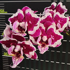 Phalaenopsis Miki Violet Butterfly