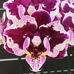 Phalaenopsis Miki Violet Butterfly