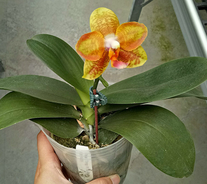 Phalaenopsis Tong Yi Yu Shiou