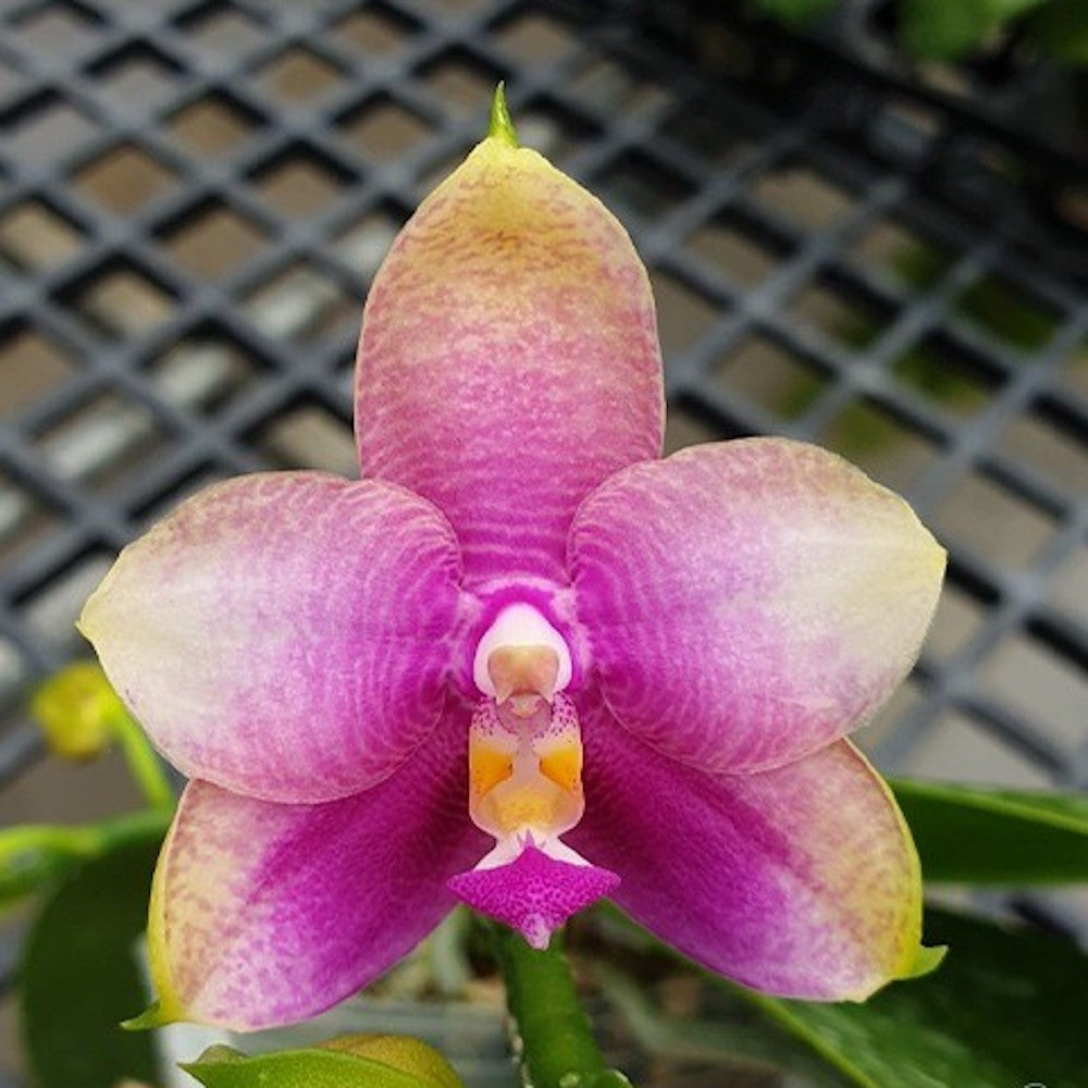 Phalaenopsis Miki Mok Choi Bear Queen '710' *scented – Floraria Secret 