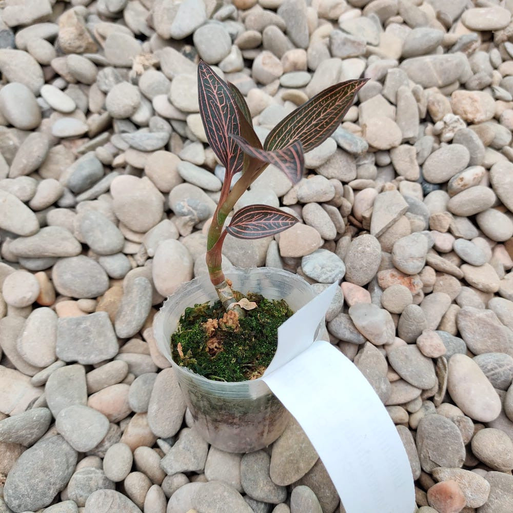 Ludochilus Dominyi × Anoectochilus roxburghii - orhideea bijuterie