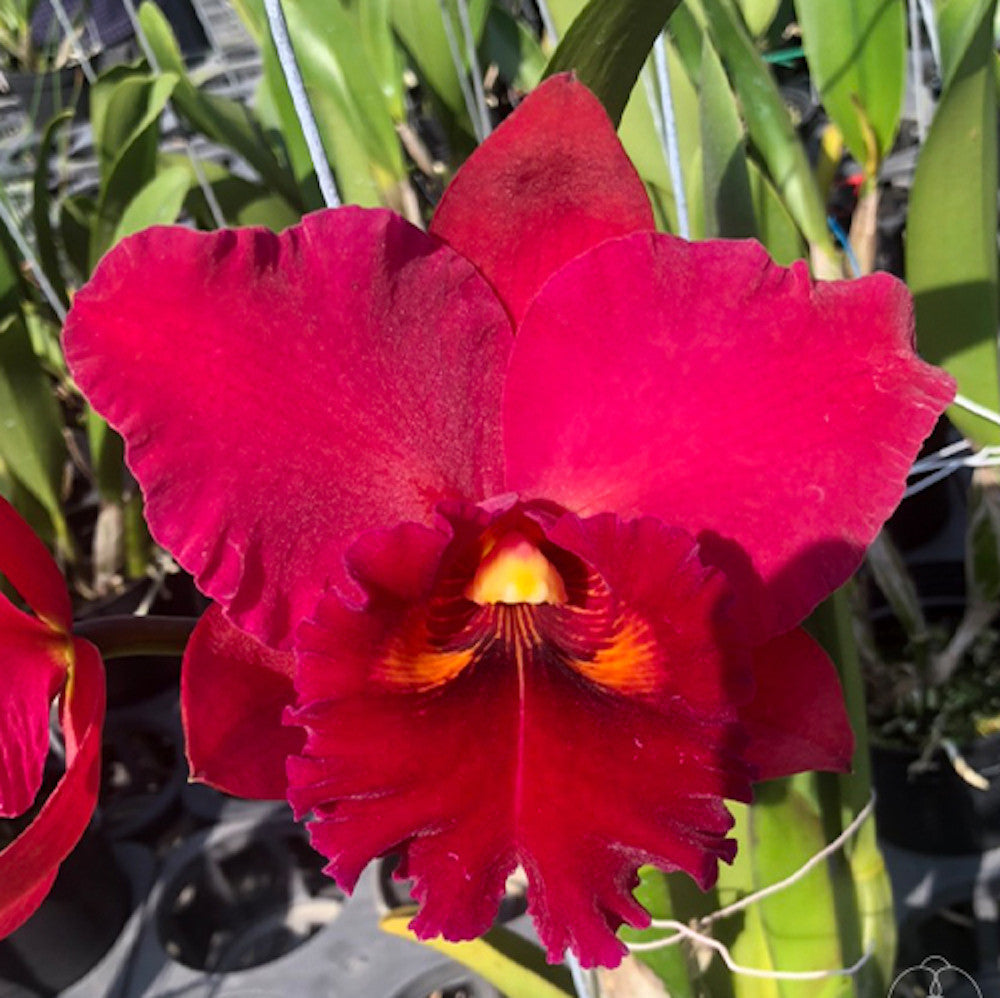 Rlc. Ports of Paradise 'Green Ching Hua' AM/AOS