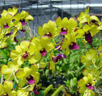 Dendrobium Burana Gold × Thongchai Gold