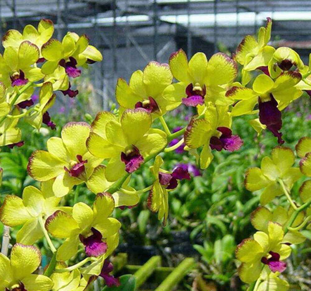 Dendrobium Burana Gold × Thongchai Gold