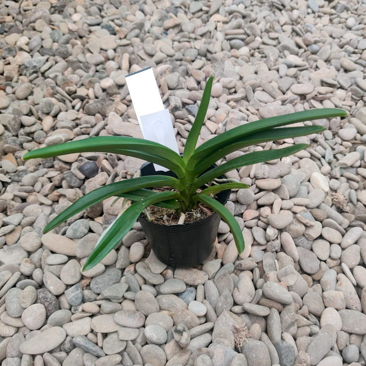 Neofinetia falcata × Ascocentrum miniatum