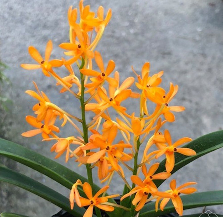 Neofinetia falcata × Ascocentrum miniatum