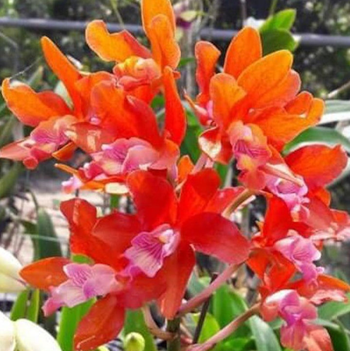 Ryc .Taiwan Firecracker 'Popcorn'