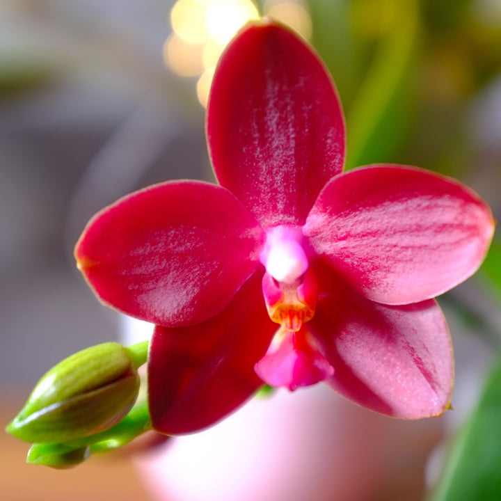 Phalaenopsis Zheng Min Parakeet 'Peter'