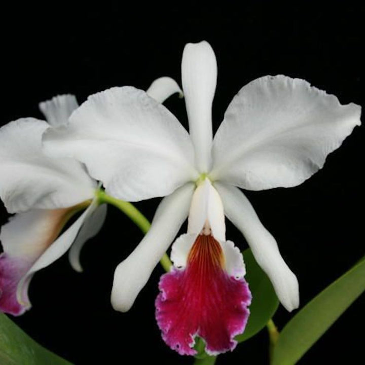 C. labiata var. semi-alba