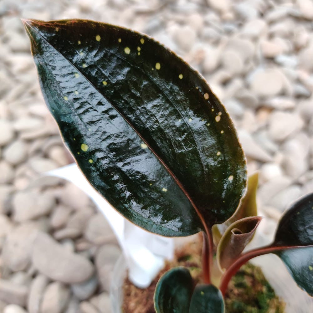 Prescottia maculata