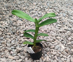 Robiquetia cerina