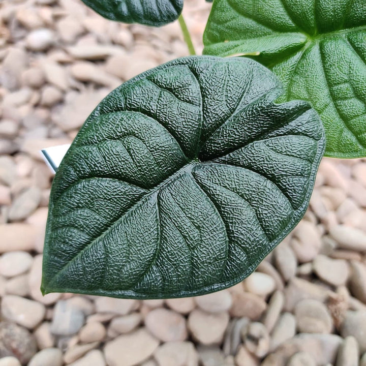 Alocasia Melo