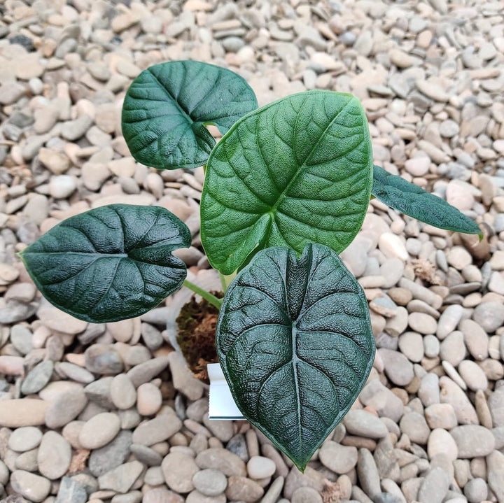 Alocasia Melo