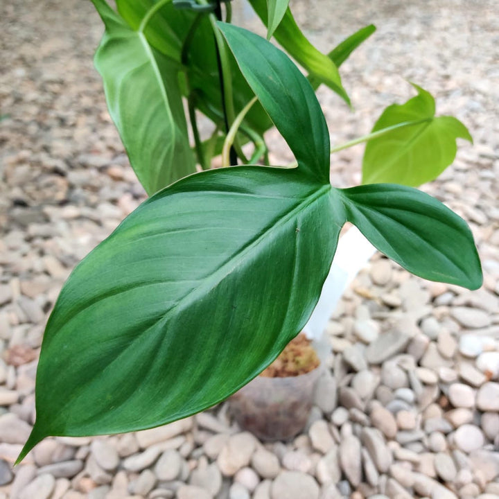 Philodendron camposportoanum