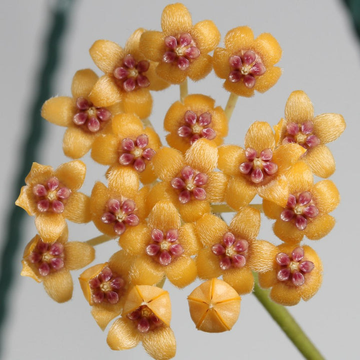 Hoya endauensis