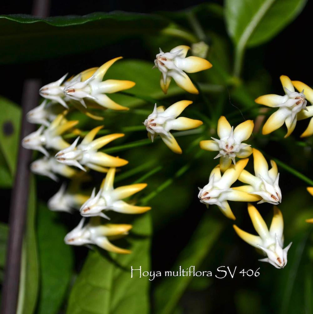 Hoya multiflora (SV-406)