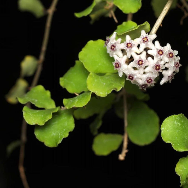 Hoya kanyakumariana