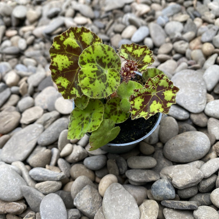 Begonia boweri 'Tiger'